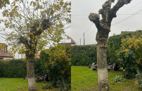 Taille d'un tilleul à Serris