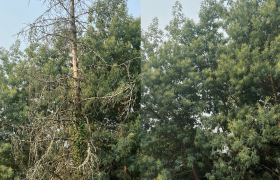 Élagueur à Marne-la-Vallée